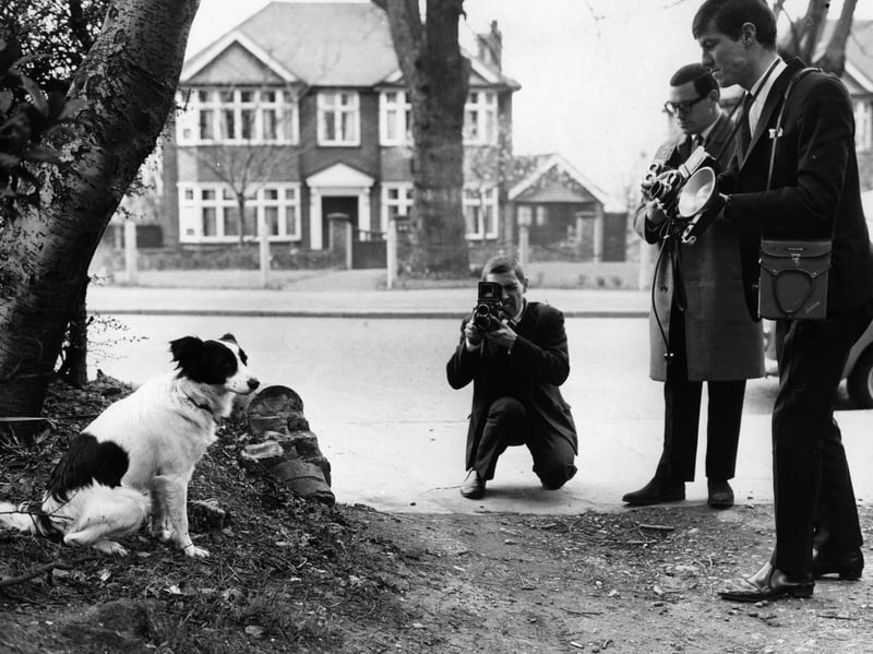 Pickles, the dog, who became a national hero after tracking down the missing Jules Rimet World Cup trophy, which had been stolen from the National Stamp Exhibition a week earlier. Pickles is seen posing near the spot where he found the trophy, in Beulah Hill, Norwood, South London, in March 1966.