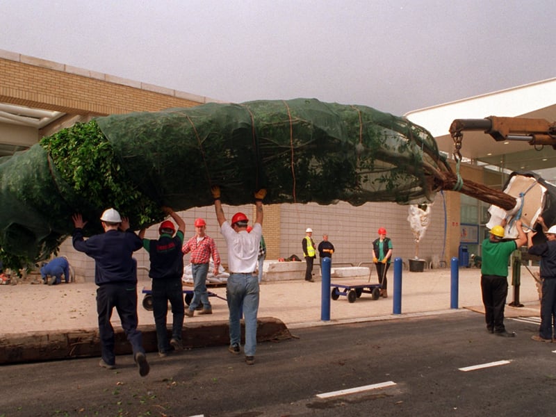March 1997 and workmen unload one of the 28 huge weeping fig trees to be planted ahead of opening.