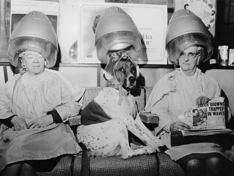 A dog with its fur set in curlers at a hairdressing salon in December 1968