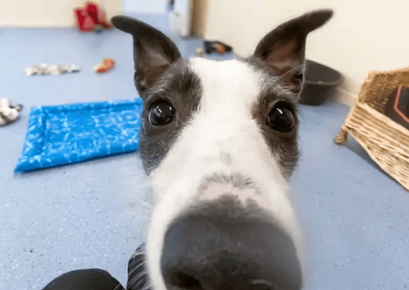 Blossom is looking for a calm and quiet home where she can take things at her own pace. She is a nervous girl but is building confidence each day. She’ll need patient and understanding adopters who can give her the space and time she needs to settle in. A secure garden is a must so she can enjoy the outdoors whilst she works up to exploring the wider world.
