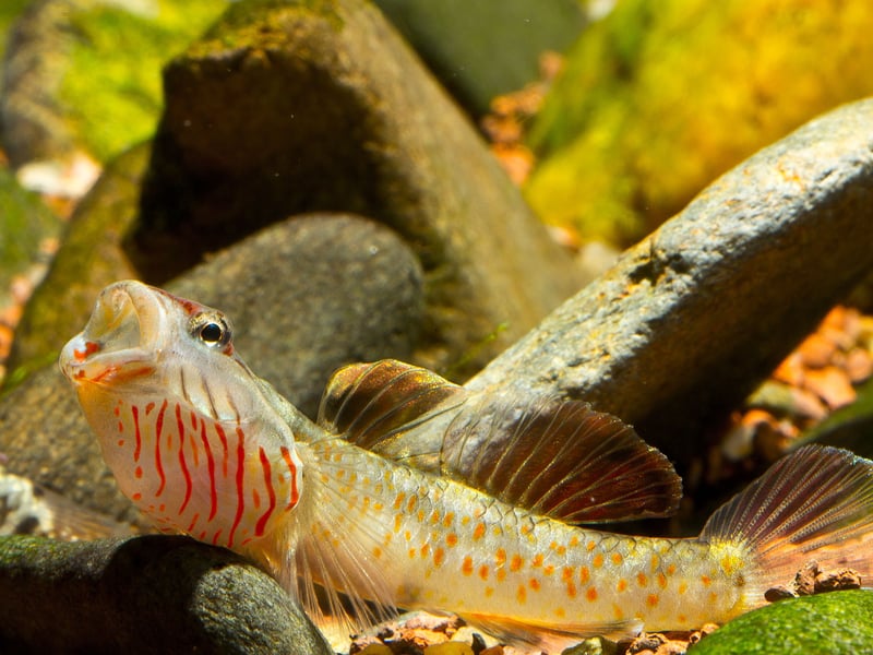 Also known as the White Cheek Goby, these small fish are perfectly suited for cool, oxygen-rich water. Their territorial but interesting behavior makes them ideal for species tanks with hiding spots and moderate flow.