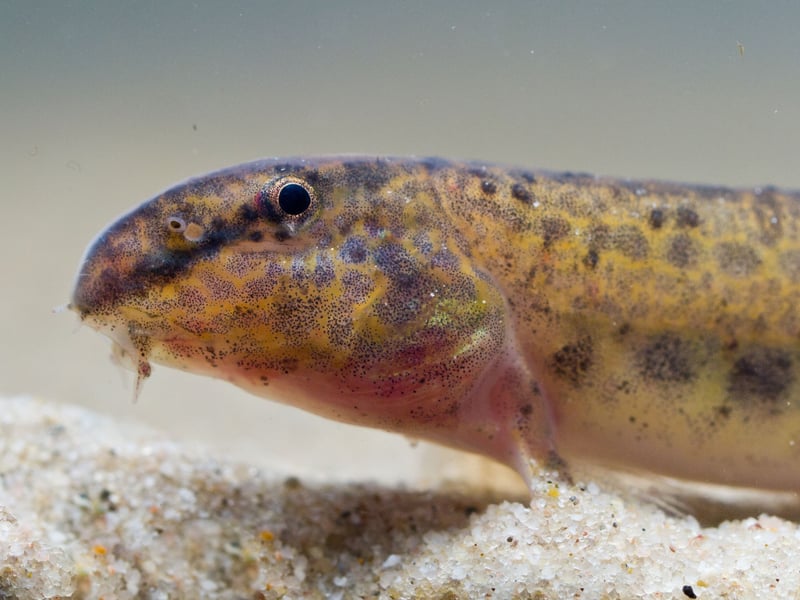 Also known at the Dojo Loach, the Weather Loach is so named for its ability to sense barometric pressure changes - frantically swimming or standing on end when a storm is approaching. Native to East Asia, they are playful and quirky bottom-dwellers that enjoy cooler water with plenty of hidey-holes.
