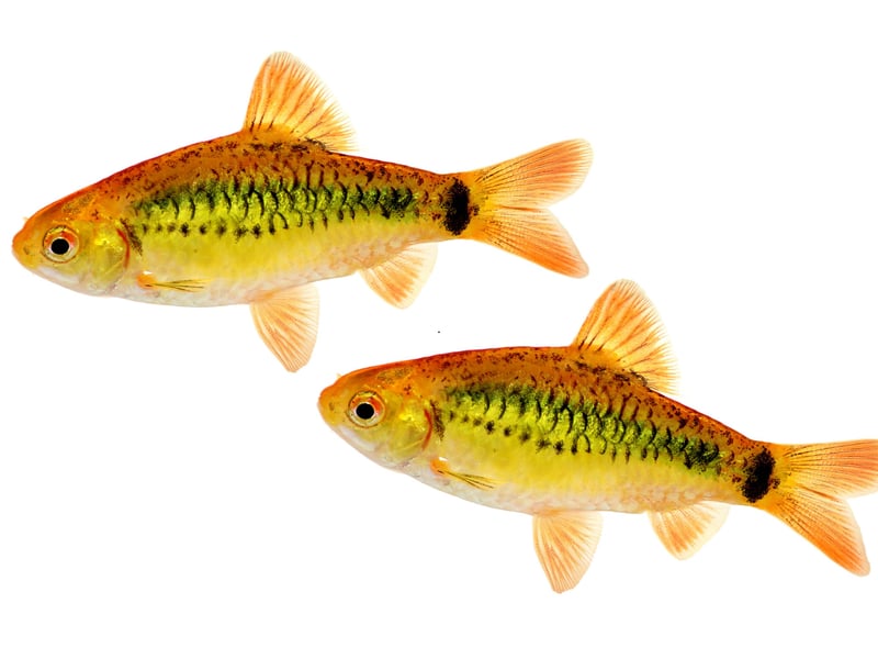 Tough and attractive, Gold Barbs are social, cool-water fish native to the Red River basin in southeast Asia. Their shimmering gold coloration brightens any tank, and they do best in small schools with plenty of swimming space.