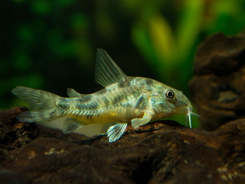 These peaceful bottom-dwellers are excellent community fish. They scavenge for leftover food, tolerate cooler temperatures, and thrive in groups on soft substrate to protect their barbels.