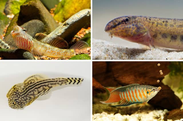 Four of the amazing fish that can cope with cooler water.