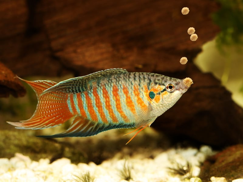 Found across East Asia, the Paradise Fish is one of the most exotic-looking fish that can thrive un an unheated aquarium. Surprisingly hardy, the males can be aggressive, so be careful what fishy friends you choose to introduce into their tank.