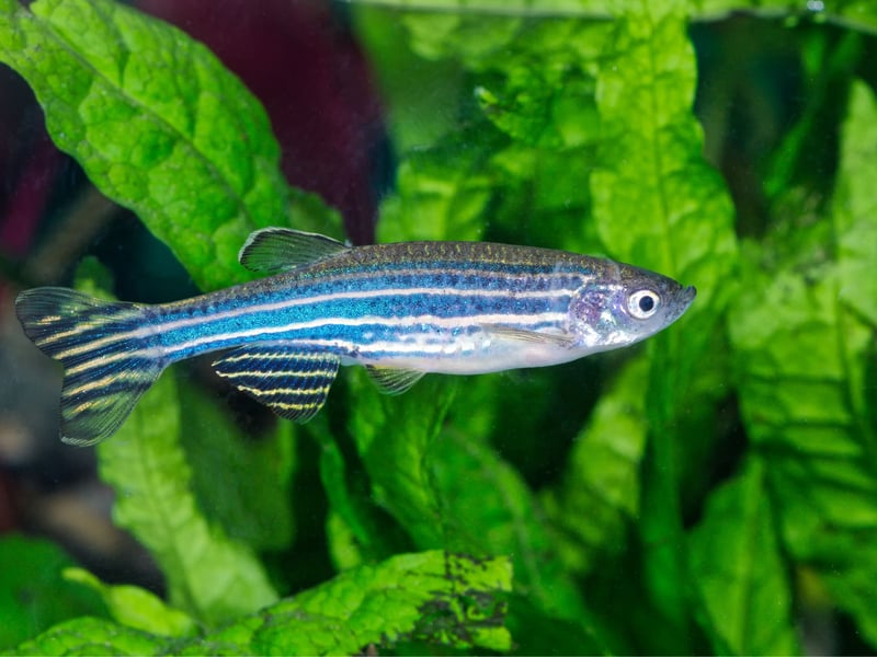 Another staple of community tropical fish aquariums, the Zebra Danio is a hardy and energetic breed that are happy to live in cooler waters. Named after their distinctive striped patternation, they are native to South Asia.