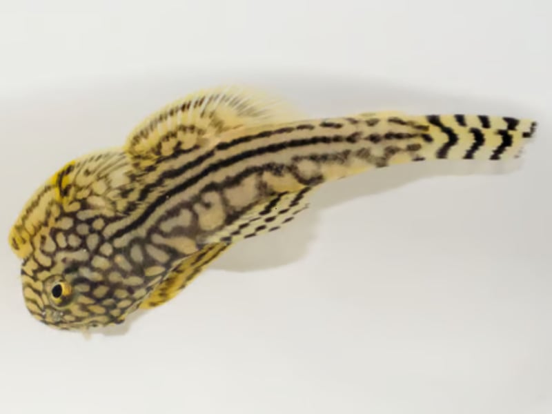 Looking for something more unusual for your cold water aquarium? The Hillstream Loach could be your fish! Unusual and eye-catching, they resemble miniature stingrays. These algae-eaters love fast-moving, oxygen-rich water and do well in cool temperatures with plenty of rocks and hiding spaces. Originally from South, Southeast and East Asia, there are around 202 subtly-different species of Hillstream Loach, although your local petshop will probably only have a couple.