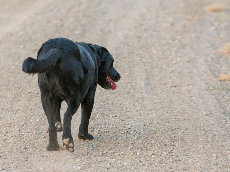 Turning their head away, hiding, sniffing the ground, or walking away slowly can all signal stress. These behaviours are often overlooked or misinterpreted as disobedience.