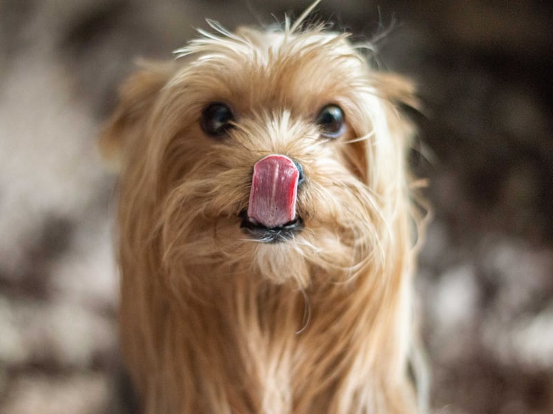 Frequent licking of the lips or nose, particularly when there’s no food around, can be a calming signal—your dog’s way of self-soothing.