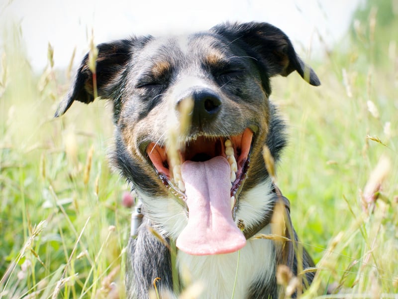 Panting isn’t always about heat or exercise. If your dog is panting heavily in a cool room or when they haven’t been active, this could be caused by stress.