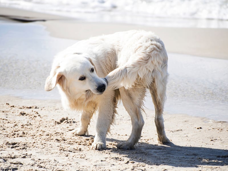 A tucked tail, crouched posture, or ears pinned back are common physical indicators that your dog isn’t comfortable.