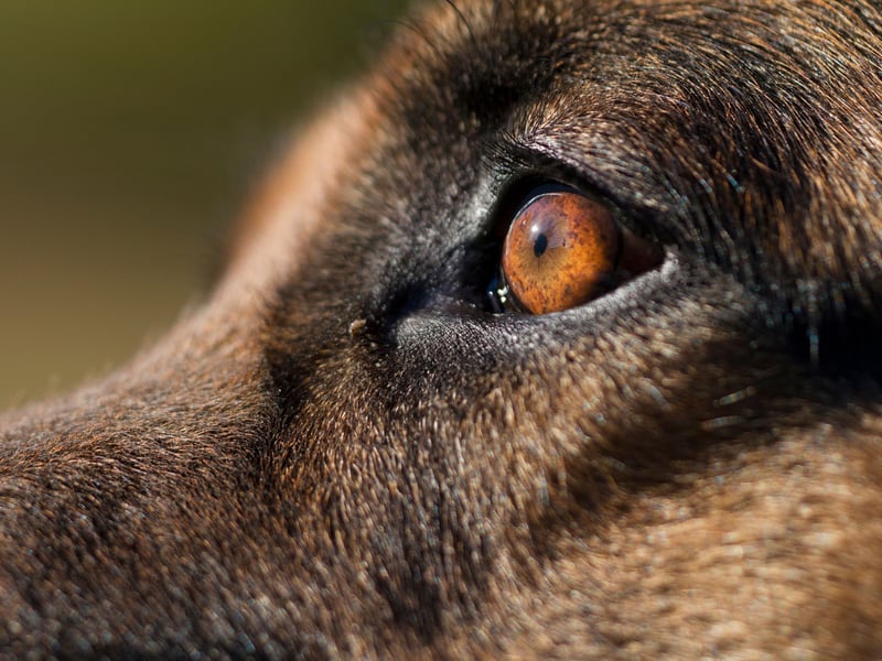 If your dog’s eyes are wide and the whites are showing (often called “whale eye”), it’s a classic sign of discomfort or tension.