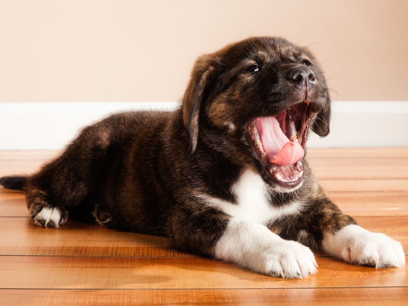Yawning can be more than just a sign of sleepiness. Dogs often yawn when they’re feeling nervous or overwhelmed, especially in unfamiliar situations or environments.