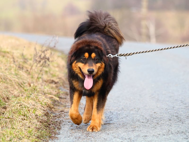 Restless pacing, especially back and forth in a specific pattern, can indicate anxiety. Dogs may pace before a thunderstorm, during vet visits, or when left alone.