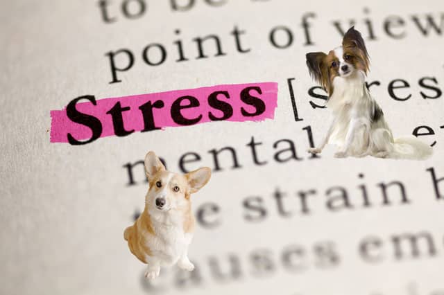 Is your dog stressed?