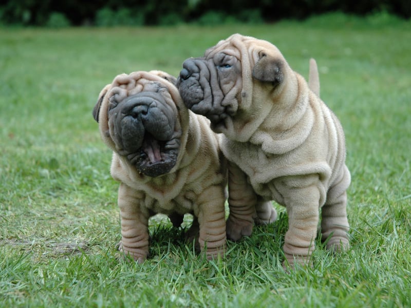 Another breed that looks like it was created to cuddle is the adorable and wrinkly Chinese Shar-pei. While they are devoted to their families and fiercely protective, they aren't as demonstrative as other breeds when it comes to showing affection. They also tend to be hostile to strangers and other dogs. 