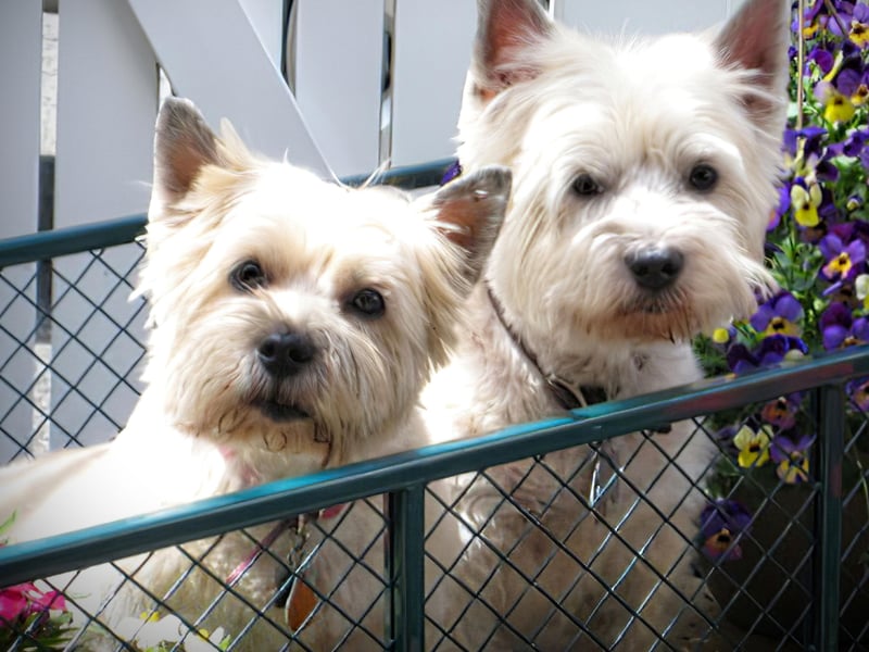 Similar to the Scottie, the Cairn Terrier isn't big on cuddles. They are still very friendly when it comes to their owners, but the same cannot be said for the rest of the human race.