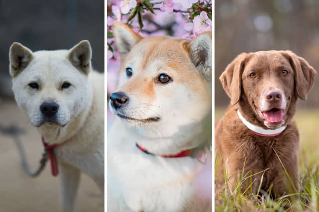 Don't be expecting lots of cuddles if you welcome one of these pups into your home.