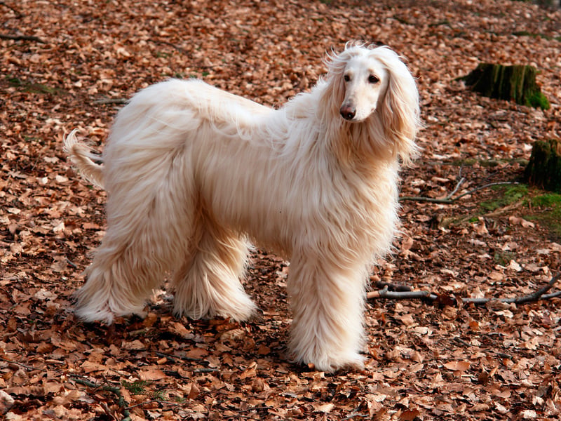 The Afghan Hound is one of the world's oldest breeds of dog - and also one of the most elegant. This is a dog that was bred to hunt though, and they are highly selective when it comes to who they offer affection to. Generally aloof, they will be completely disinterested in strangers and tend to create a bond with a single person who they will deign to tolerate. 