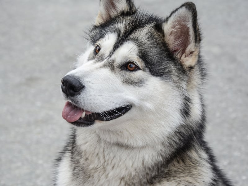 Bred to pull sleds huge distances over frozen tundra, the Alaskan Malamute has a strong work ethic and independent spirit that's not conducive to snuggling up on the sofa for an evening watching television. 