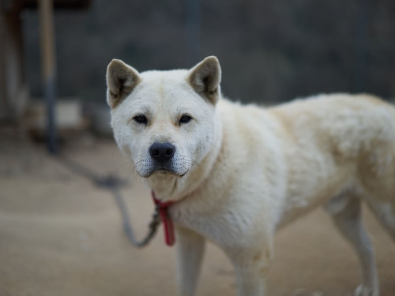 Jindos are independent and intelligent dogs, often forming strong but bonds with their owners, but not necessarily demonstrating their adoration in a gregarious way. Showing physical affection is unusual with this breed - and they tend to ignore commands unless a treat or reward is forthcoming.