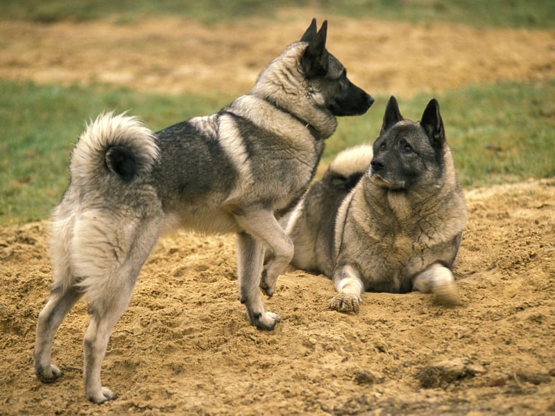 Bred for hunting and guarding, Elkhounds are alert and independent. They may enjoy family time but aren’t big on cuddles. They often choose distance over closeness in the home.