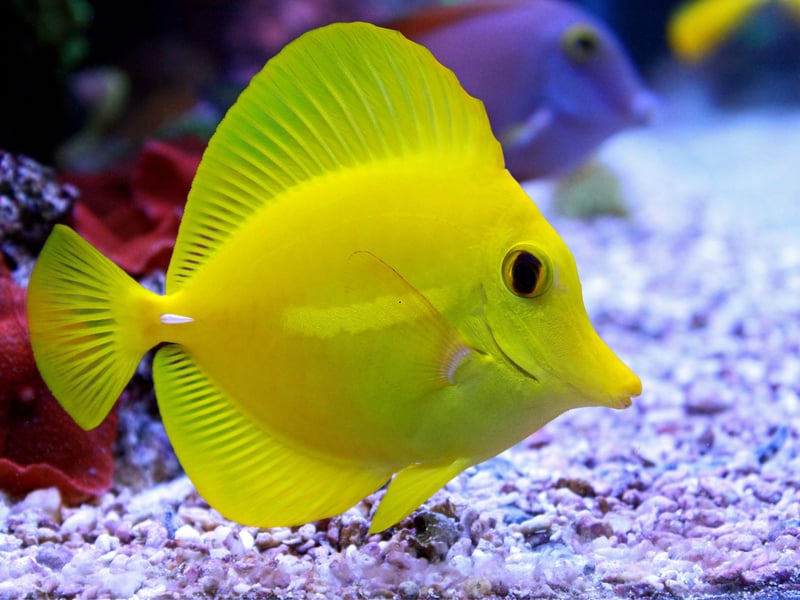 The Blue Tang's close cousin the Yellow Tang is also a popular choice for those with larger tanks - with their remarkable bright yellow colouration. They are largely peaceful herbivores that thrive on a diet rich in marine algae. Due to their popularity, they are often captive-bred, making them a more sustainable choice for hobbyists. 