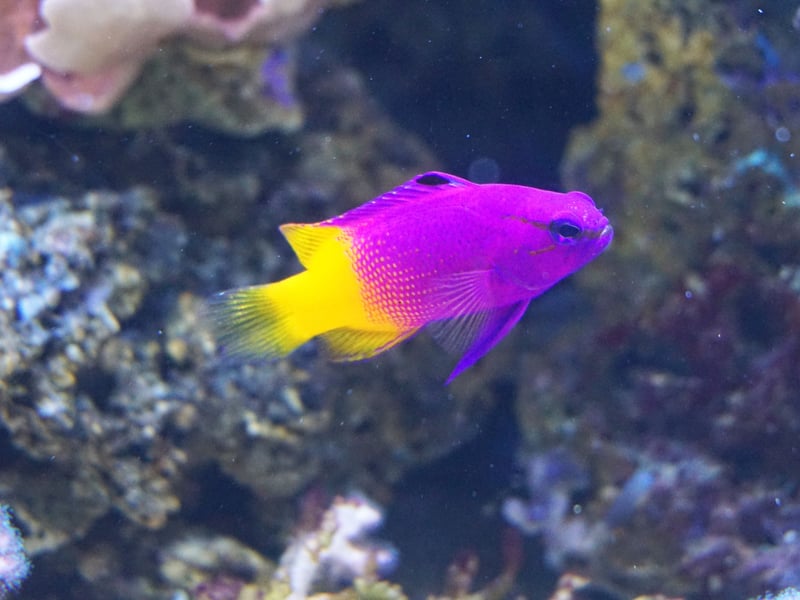This peaceful, vibrant purple-and-yellow fish thrives in reef aquariums. It prefers caves and crevices for hiding and gets along well with other non-aggressive tank mates. This is one fish that will brighten up any salt water aquarium.