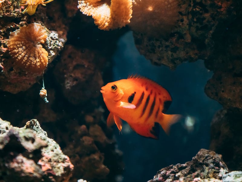 All Angelfish are stunning but perhaps none are quite as striking as the Flame Angelfish with their red-orange body with black and blue rear. They can be aggressive so you need to be careful when choosing their tank-buddies. They need live rock (old coral colonized by invertebrates, corals, sponges, and bacteria) to graze on. 