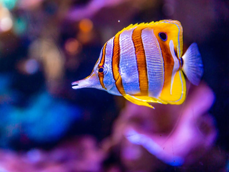 A delicate and pretty fish with an adorable elongated snout, the Copperband Butterflyfish is a real favorite for aquarists. However, it can be difficult to feed, as it often prefers live foods. It is peaceful and can help control aiptasia (pest anemones), but it requires a mature, well-maintained tank to thrive. 