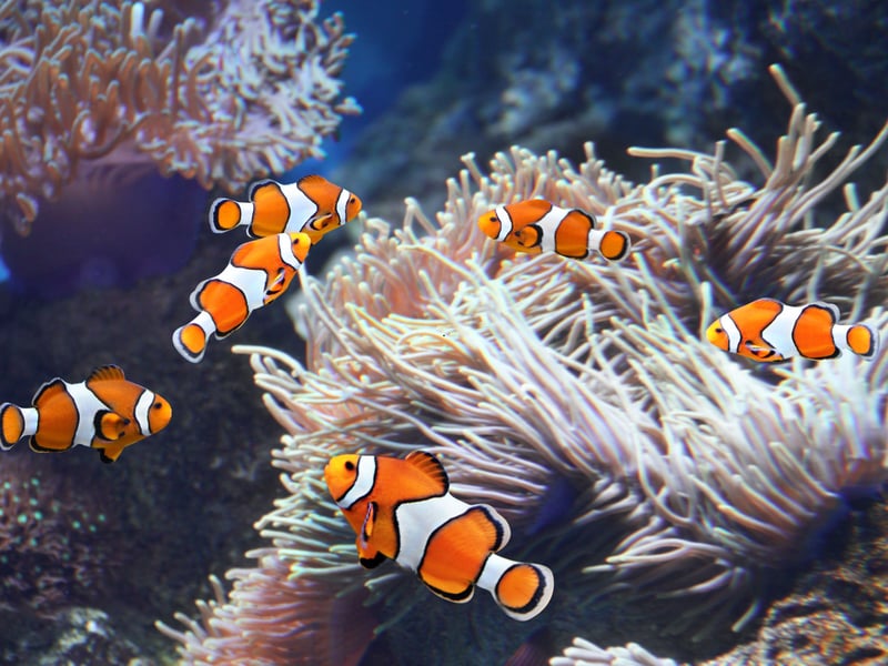 Clownfish are probably the world's most popular fish for saltwater aquariasts - partly due to it being the species of the hero in the animated film 'Finding Nemo'. Instantly recognisable, they are the perfect fish for beginners - hardy, and easy to care for. As fans of 'Finding Nemo' will know they often form symbiotic relationships with sea anemones. They are sociable wee fish and lover living with others in a tank with plenty of hidey-holes.