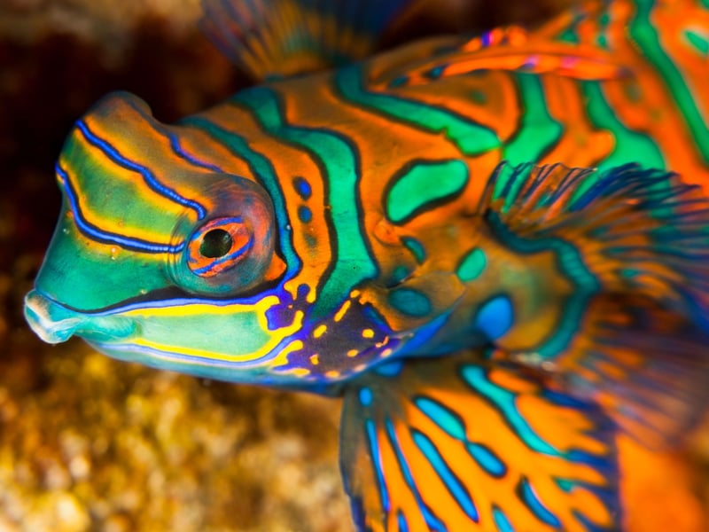 Native to the Pacific Ocean, the Mandarinfish (or Mandarin Goby) are small, brilliantly colored fish with incredible psychedelic patterns. Peaceful and friendly fish, they can be challenging to care for due to their specialized diet - they love to eat Copepod crustaceans. 