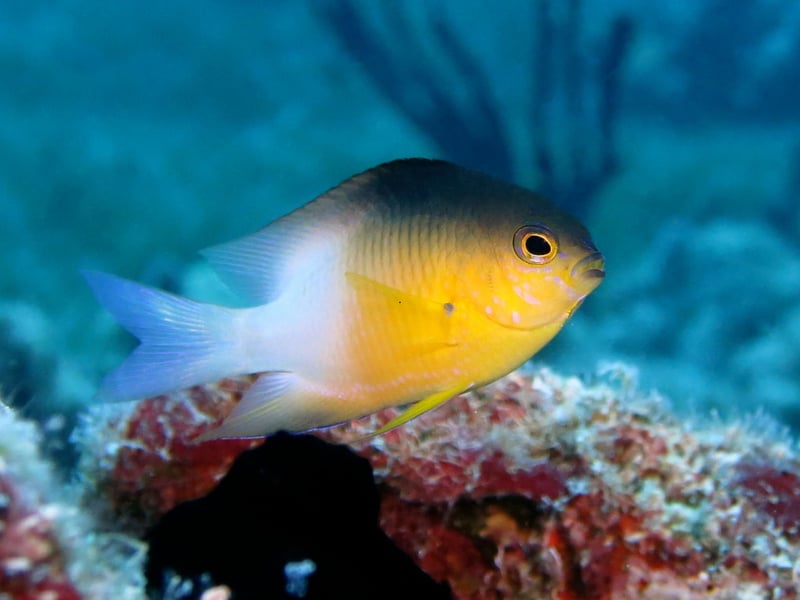 There are damselfish that come in pretty much every colour of the rainbow and many are popular pets thanks to their relatively small size - even the largest species only reach about 30cm in length. Their diets include small crustaceans, plankton, and algae.