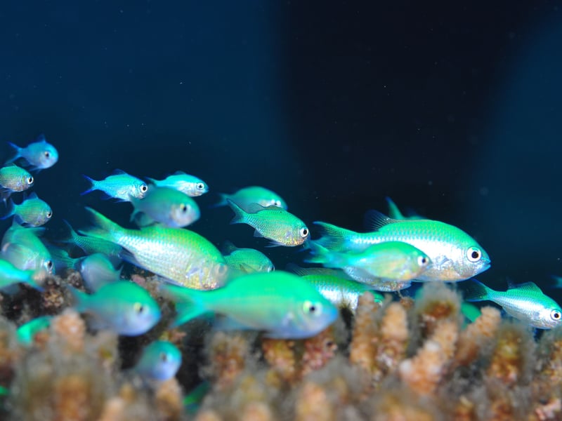 Green Chromis are small, schooling fish with a shimmering green-blue coloration that offer flashes of colour as they swim around the aquarium. They are peaceful, making them excellent community fish. They do best in groups and require ample swimming space. Hardy and easy to feed, they adapt well to various tank conditions and are often kept in reef setups due to their gentle nature. These are super-chilled finned friends.