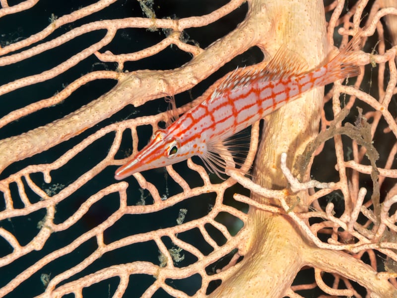 You certainly won't confuse the Longnose Hawkfish with any other fish, thanks to its distinctive red-and-white checkered pattern and an elongated snout. They tend to spend most of their day chilling on coral or rocks but can't share a tank with small fish, which they consider to be a tasty snack.