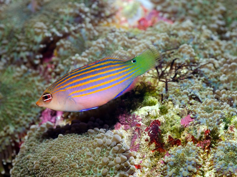 The energetic, striped Six-Line (count them!) Wrasse is a handy fish to have around - as it controls pests like bristle worms. It’s reef-safe but can be semi-aggressive. You'll need to be sure to provide live rock and hiding spaces to match their natural behavior.