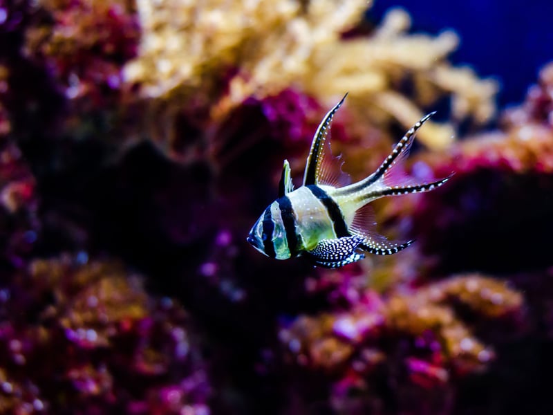 Another great choice for beginners is the Banggai Cardinalfish - a striking black-and-white striped fish with elegant fins that is a peaceful and hardy addition to aquariums. They are slow moving and won't bother any of their tankmates, although are nocturnal so like an aquarium with subdued lighting. They like being kept with a group of fellow-Cardinalfish who they will form a family group with.