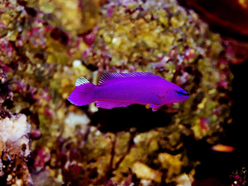 There are a whole range of different types of Dottyback - with the pictured Orchid Dottyback being our favourite. They are small, brightly colored fish with bold personalities. Though territorial, they are hardy and easy to care for in smaller reef tanks with proper hiding places.