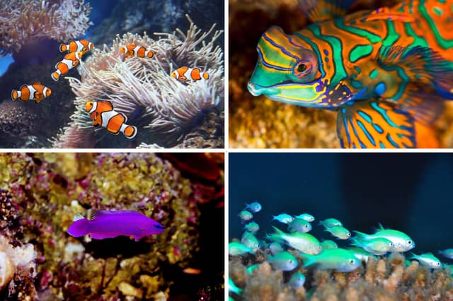 There's plenty of choice when it comes to fish for saltwater tanks.