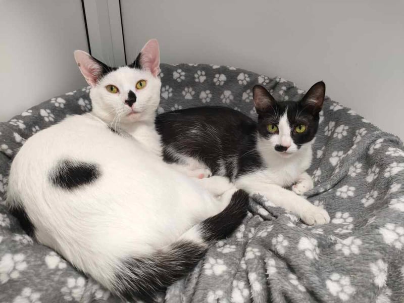 Bob and Betty are an inseparable pair of one-year-olds who sadly came from an overcrowded home with lots of other cats. They're looking for a calm, patient new home where they can stay together forever - they're already so bonded, so can't imagine life apart.