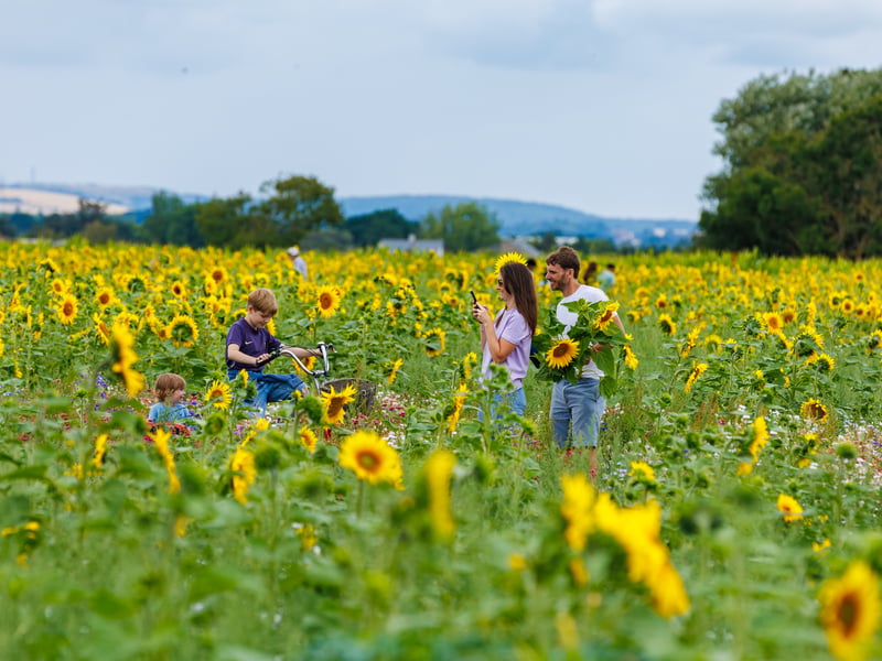 Visitors in the sunflower fields
Picture:Marcin Jedrysiak