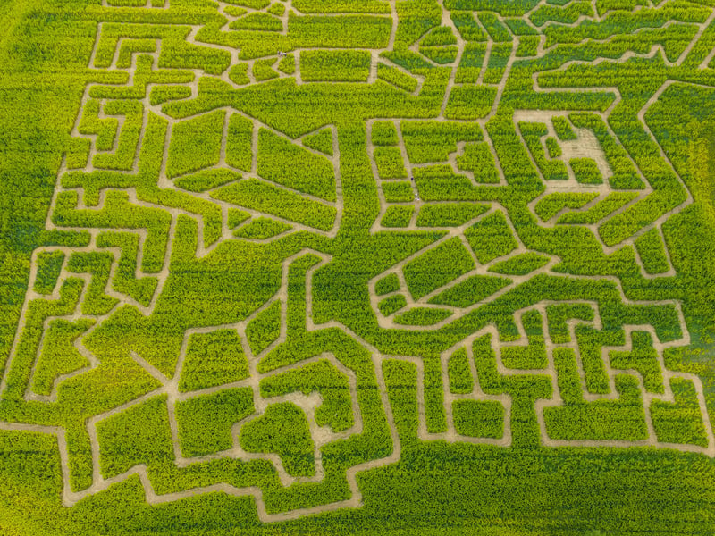 Aerial view of the maize maze
Picture:Marcin Jedrysiak