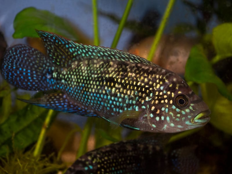 Originally from Central American countries like Mexico and Honduras, the Jack Dempsey Fish is named after a famous 1920s boxer thanks to its fearsome face and aggressive nature - not one for community tanks. If they can avoid fights, these fish tend to live for 10-15 years.