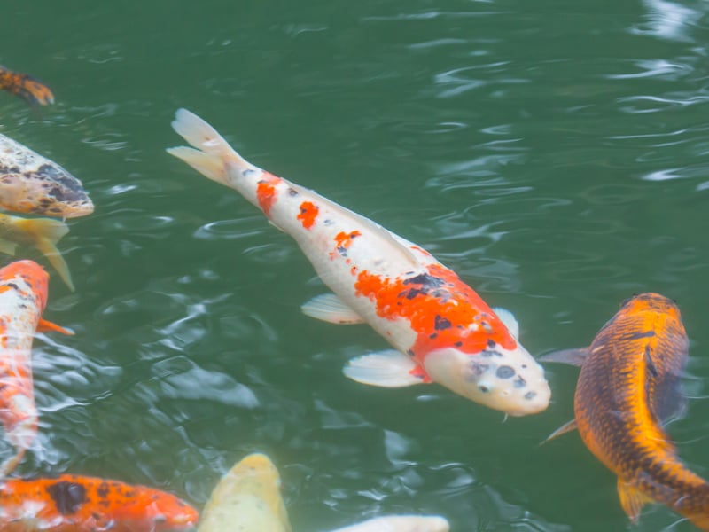 Native to Japan and China, koi are colorful carp most commonly bred for ornamental ponds (just make sure to protect them from local cats). With proper care, they can easily live for over 30 years, with some apparently reaching the half century. No wonder they symbolize longevity in Asian culture.