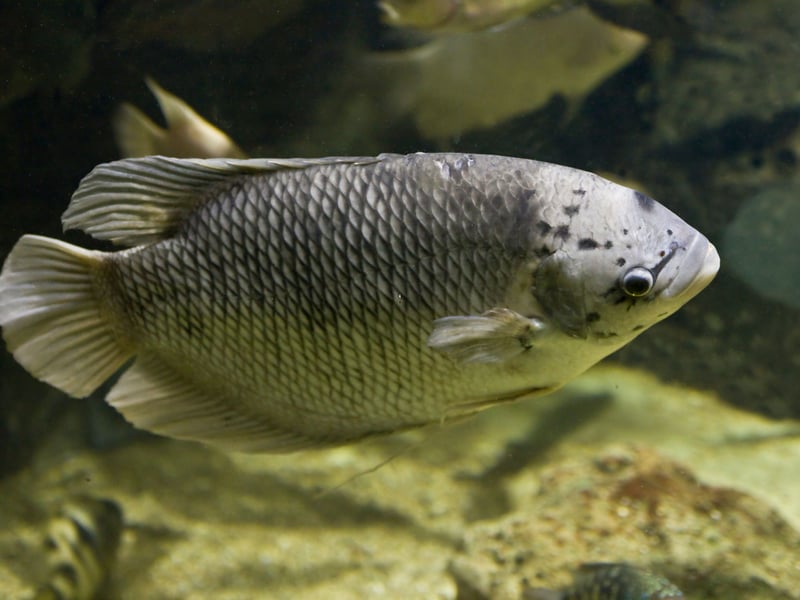 Originally from Southeast Asia, Gouramis include several popular species often kept as pets, including the Pearl and Kissing varieties. They are another long-living breed that breathe surface air. Keep them in a well-planted tank with calm tankmates and they will live for 9-12 years.