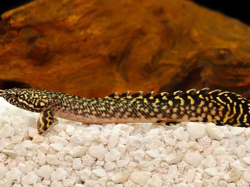 Originating from slow African rivers and lakes, bichirs are primitive, eel-like fish. They breathe air so need secure tanks, as they may escape when they pop up to the surface. These ancient creatures tend to live from 15-20 years.