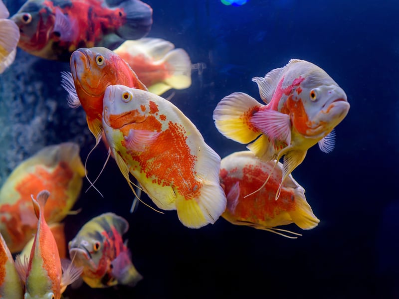Native to the Amazon Basin in South America, Oscars are intelligent, territorial cichlids that - remarkably - are able to recognise their owners. With the required large tank and good filtration they can live for up to 20 years in captivity.