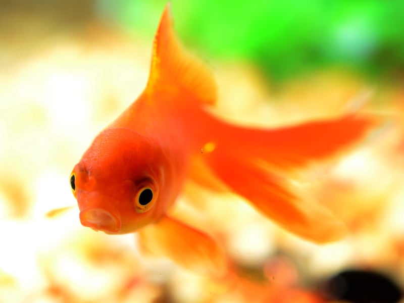 Probably the world's most popular aquarium fish, the Goldfish comes in a whole array of sizes, shapes and colours (not only gold, but also combinations of white, yellow, orange, red, brown, and black). Don't be tempted to pop one on a tiny bowl, these fish may be hardy but still need plenty of space and filtration to thrive. Originally from China, you can expect them to live for 10-25 years if you look after them correctly, with the record being 43 years.