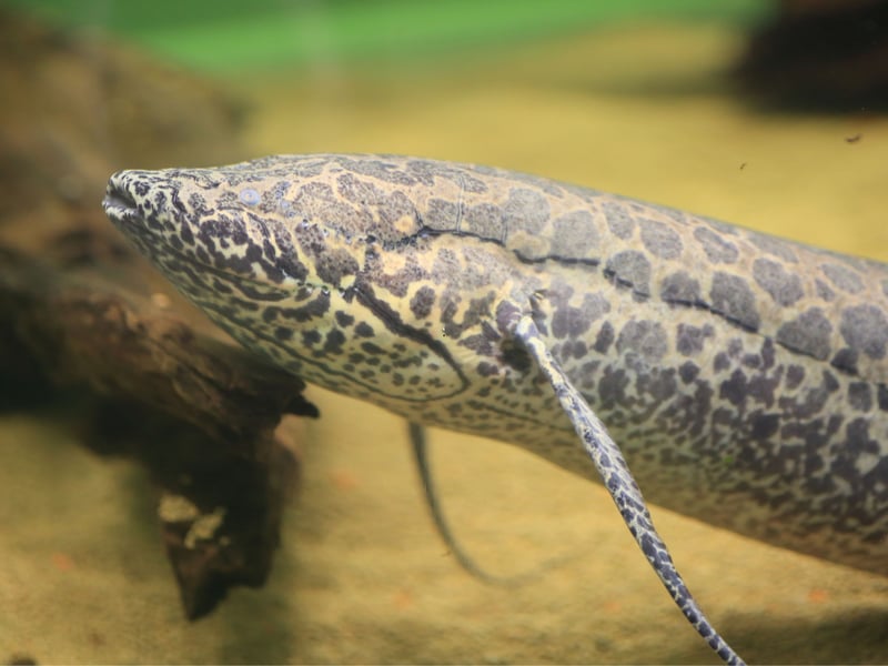 The African Lungfish doesn't live as long as its Australian cousin, but it does have an extra trick up its sleeve - it can survive for months burrowed away in dries mud when there's no water. Along with their ability to lve for over two years without eating, it means that they reportedly live for up to 50 years.